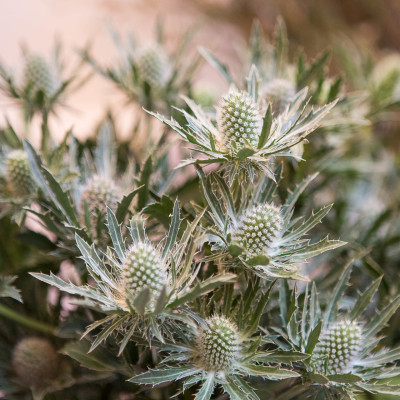 Luxury Christmas Wreaths workshop at Woburn Hotel