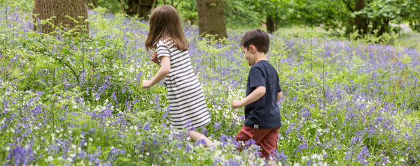 bluebells-header2.png