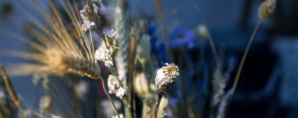 Commercial photoshoot: Rambling Stems